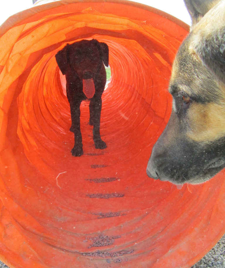 Dog Boarding at Canine Comfort Ithaca, NY Canine Comfort Dog