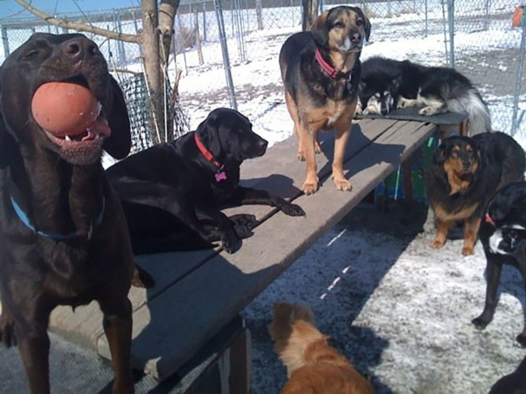 Photo Gallery Canine Comfort Dog Daycare & Boarding