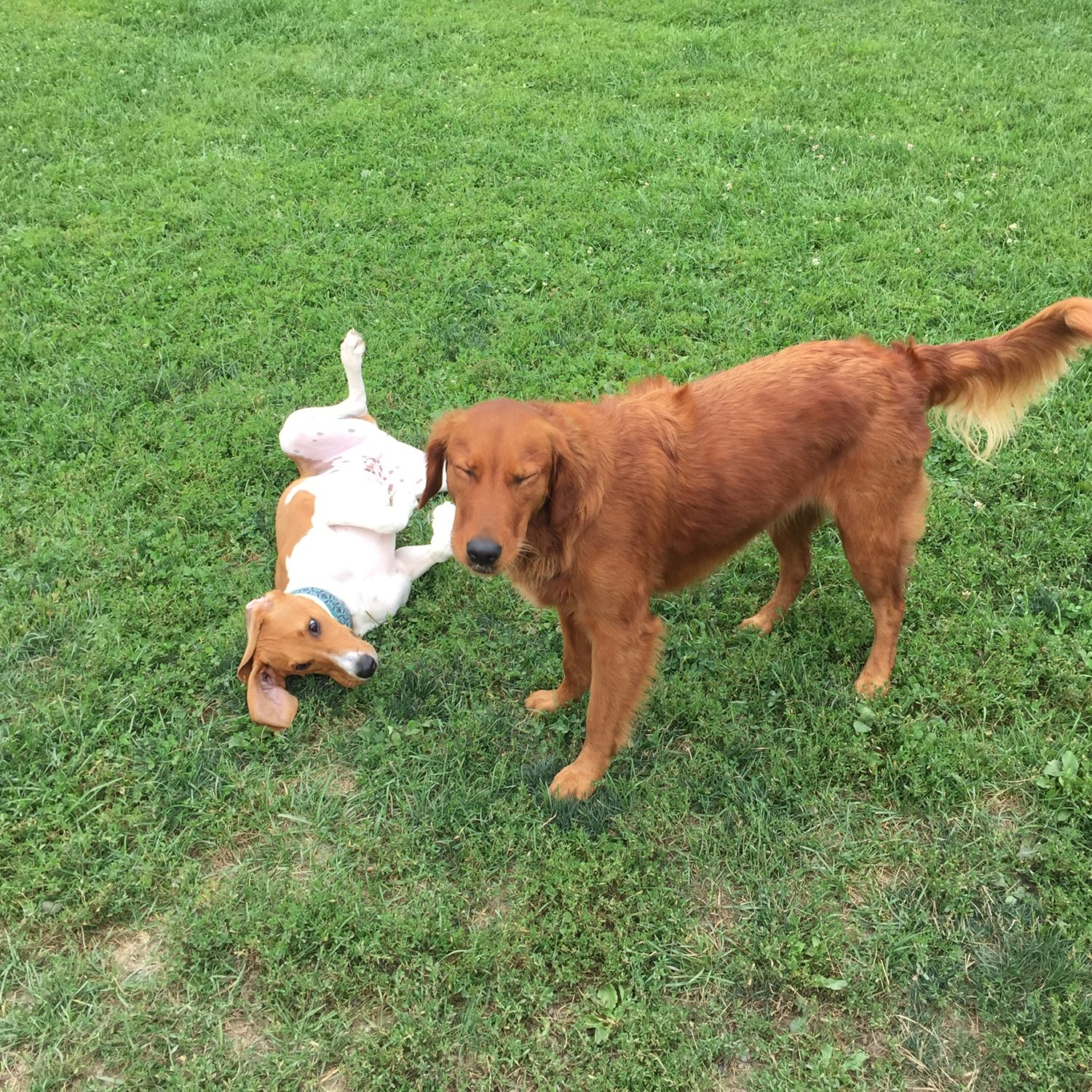 Photo Gallery Canine Comfort Dog Daycare & Boarding