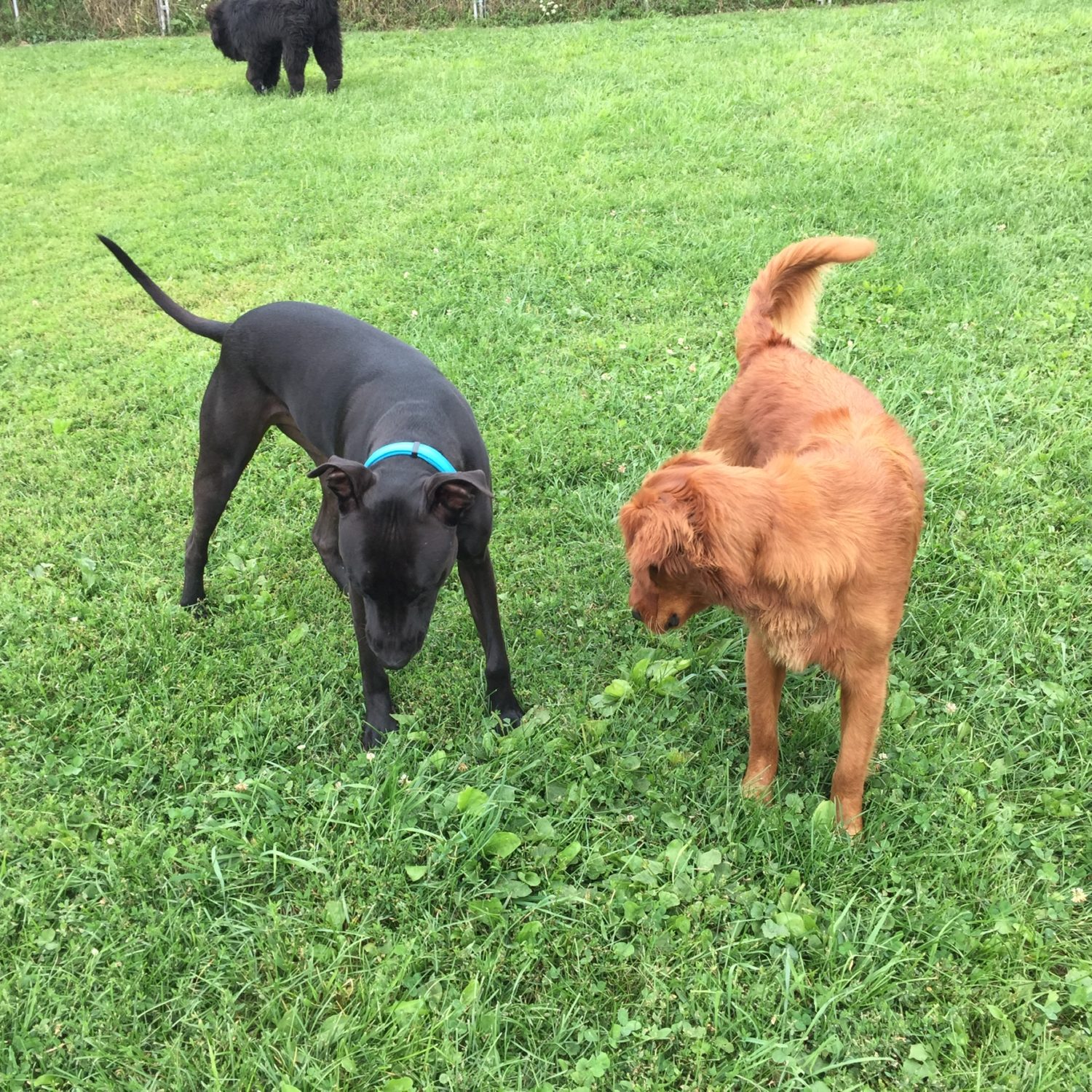 Photo Gallery Canine Comfort Dog Daycare & Boarding